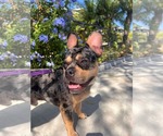 Small Photo #4 French Bulldog Puppy For Sale in Menifee, CA, USA