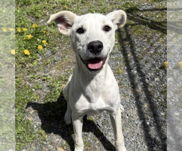 Medium Photo #1 Labrador Retriever-Unknown Mix Puppy For Sale in Boston, MA, USA