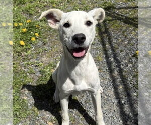 Labrador Retriever-Unknown Mix Dogs for adoption in Boston, MA, USA