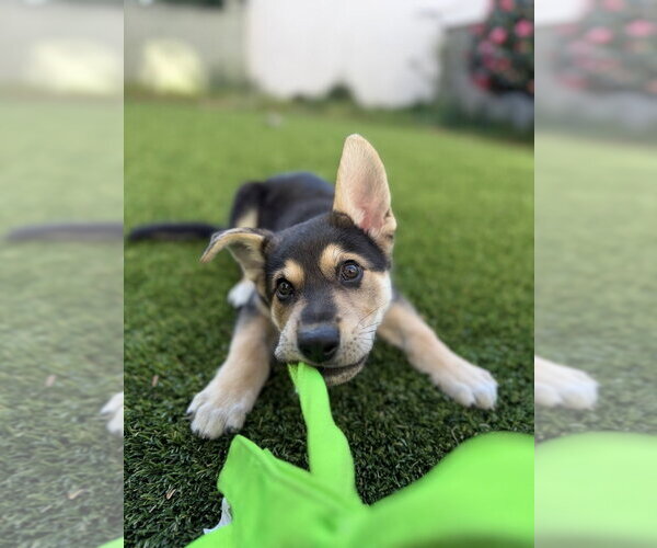 Medium Photo #18 Mutt Puppy For Sale in Pacifica, CA, USA