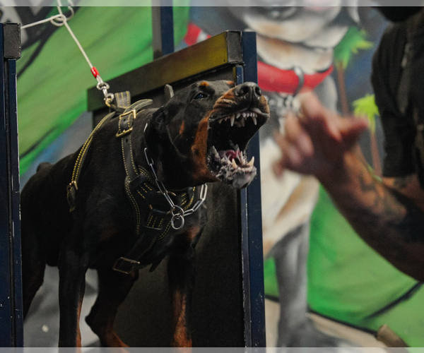 Medium Photo #60 Doberman Pinscher Puppy For Sale in FORT LAUDERDALE, FL, USA