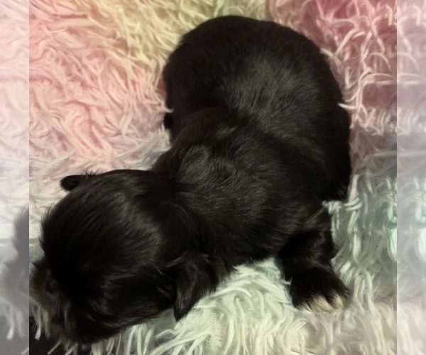 Medium Photo #3 Shih Tzu Puppy For Sale in BLUFFTON, SC, USA