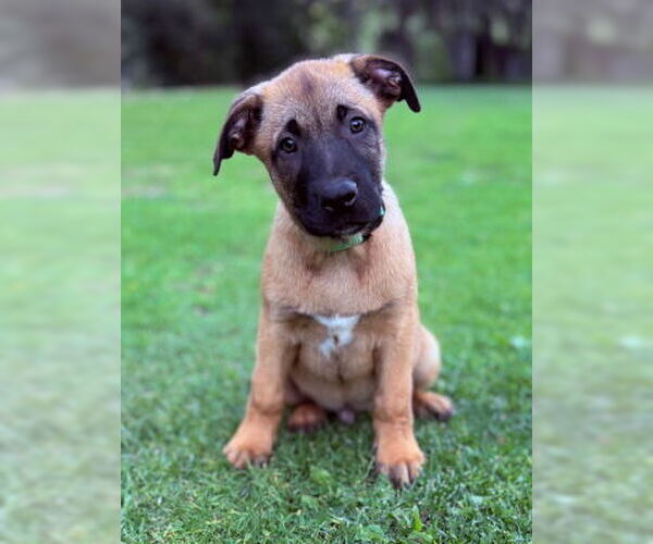 Medium Photo #1 Mutt Puppy For Sale in Ventura, CA, USA