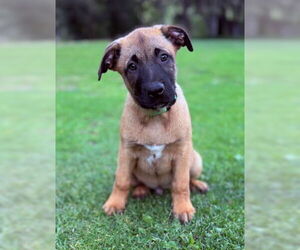 Mutt Dogs for adoption in Ventura, CA, USA