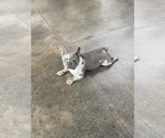 Small Photo #1 French Bulldog Puppy For Sale in HUNTSVILLE, AL, USA