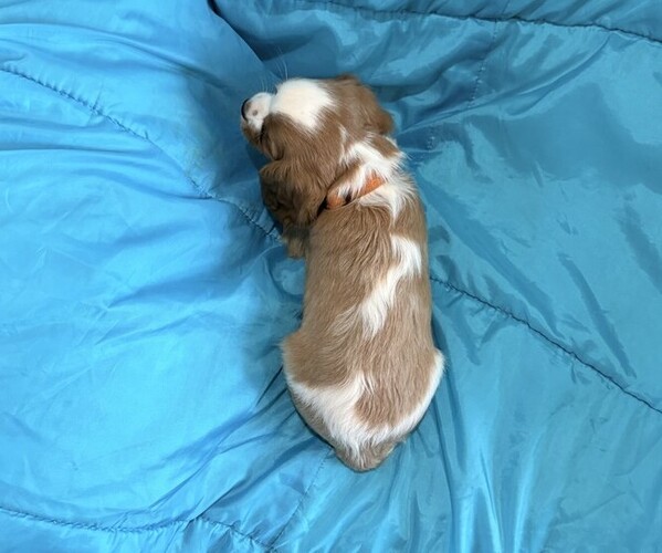 Medium Photo #4 Cavalier King Charles Spaniel Puppy For Sale in THORP, WI, USA