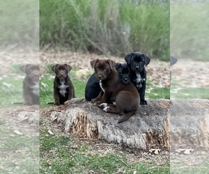 Australian Cattle Dog-Labrador Retriever Mix Puppy for Sale in COLFAX, California USA