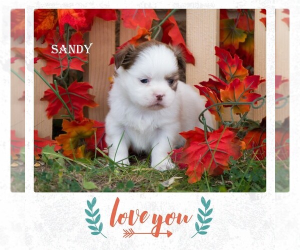 Medium Photo #9 Shih Tzu Puppy For Sale in CLARE, MI, USA