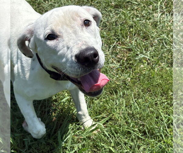 Medium Photo #4 Mutt Puppy For Sale in Virginia Beach, VA, USA