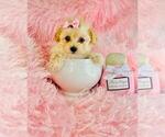 Small #7 Poodle (Toy)