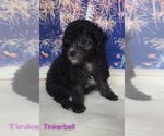 Small #1 Yorkipoo