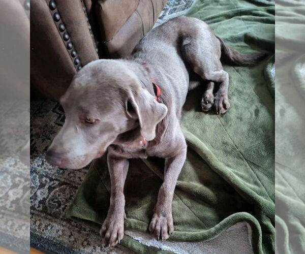 Medium Photo #4 Labrador Retriever Puppy For Sale in Glen Haven, WI, USA
