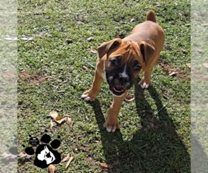 Boxer Puppy for sale in LAKELAND, FL, USA