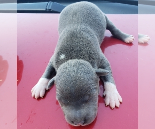 Medium Photo #5 Staffordshire Bull Terrier Puppy For Sale in HOUSTON, TX, USA