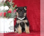 Small German Shepherd Dog