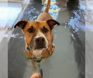 Black Mouth Cur-Boxer Mix Dogs for adoption in Kanab, UT, USA