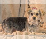 Small #1 Mutt