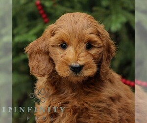 Goldendoodle (Miniature) Puppy for sale in EAST EARL, PA, USA