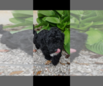 Small #2 Pembroke Welsh Corgi-Poodle (Miniature) Mix