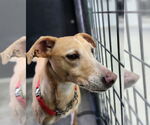 Small #2 Greyhound-Labrador Retriever Mix