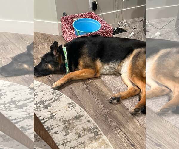 Medium Photo #2 German Shepherd Dog Puppy For Sale in Gretna, NE, USA