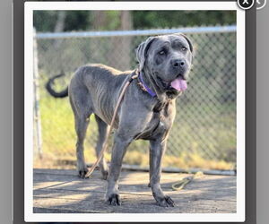 Mastiff Dogs for adoption in Goodyear, AZ, USA