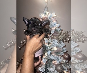 French Bulldog Puppy for sale in EAST BRUNSWICK, NJ, USA
