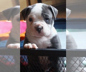 Olde English Bulldogge Puppy for sale in GRAVEL SWITCH, KY, USA