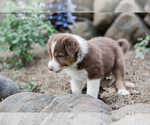 Small Photo #11 Australian Shepherd Puppy For Sale in ARODA, VA, USA