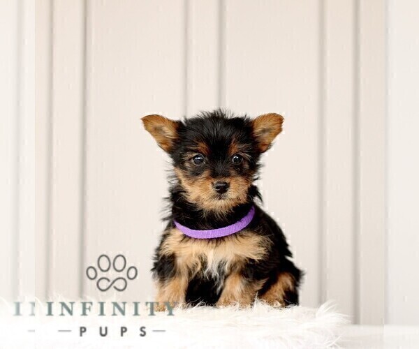 Medium Photo #1 Yorkshire Terrier Puppy For Sale in BIRD IN HAND, PA, USA