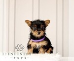 Small Yorkshire Terrier
