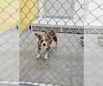 Small Chihuahua Mix