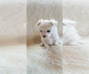 Maltese Puppy for Sale in DAYTON, Ohio USA