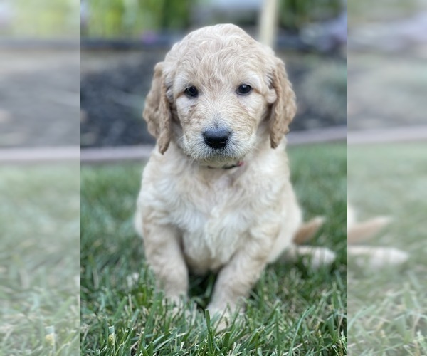 Medium Photo #10 Goldendoodle Puppy For Sale in LAGUNA HILLS, CA, USA