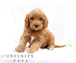 Goldendoodle (Miniature) Puppy for sale in EPHRATA, PA, USA