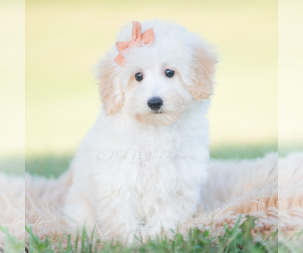 Medium Photo #1 Goldendoodle (Miniature) Puppy For Sale in WARSAW, IN, USA