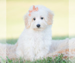 Puppy Zuzu Goldendoodle (Miniature)