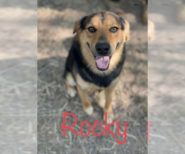 Medium Photo #1 German Shepherd Dog-Unknown Mix Puppy For Sale in Conway, AR, USA
