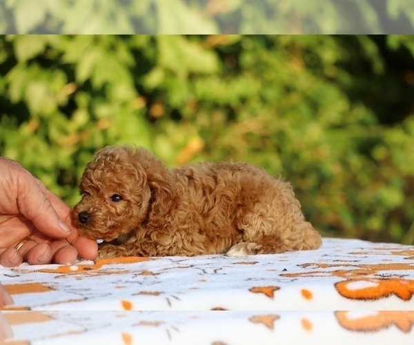 Medium Photo #12 Poodle (Toy) Puppy For Sale in DYERSBURG, TN, USA