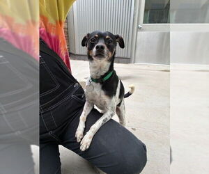 Chihuahua Dogs for adoption in Brighton, CO, USA