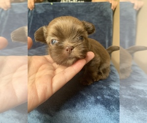 Shih Tzu Puppy for sale in KEMPNER, TX, USA