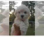 Puppy Puppy 3 Bichon Frise