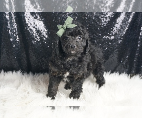 Medium Photo #58 Poodle (Toy) Puppy For Sale in WARSAW, IN, USA