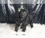 Puppy Blue AKC Poodle (Toy)
