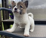 Small #3 Alaskan Husky-Border Collie Mix