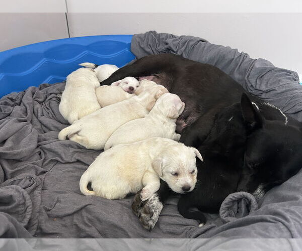 Medium Photo #3 Mutt Puppy For Sale in Polson, MT, USA