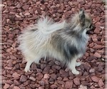 Small Photo #1 Pomeranian Puppy For Sale in DENVER, CO, USA