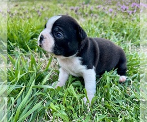 Boston Terrier Puppy for sale in GARFIELD, AR, USA