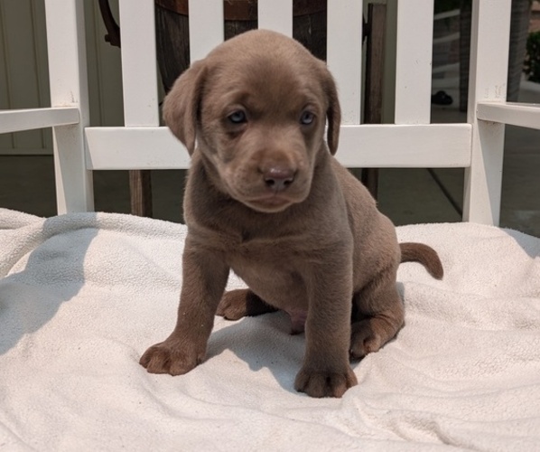 Medium Photo #40 Labrador Retriever Puppy For Sale in GOSHEN, IN, USA