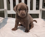Small #3 Labrador Retriever